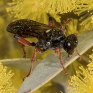 Ichneumon promissorius at Evatt, ACT - 29 Aug 2024