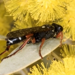 Ichneumon promissorius at Evatt, ACT - 29 Aug 2024 11:18 AM