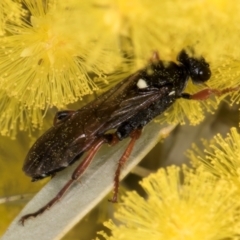 Ichneumon promissorius at Evatt, ACT - 29 Aug 2024