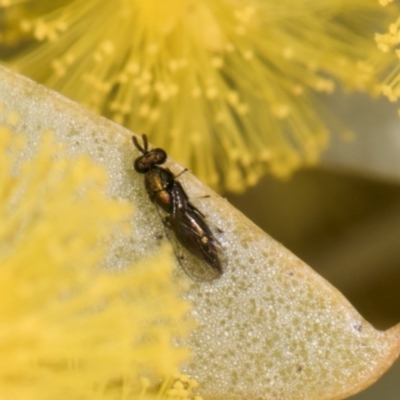 Eulophidae (family) (Eulophid Wasp) at Evatt, ACT - 29 Aug 2024 by kasiaaus