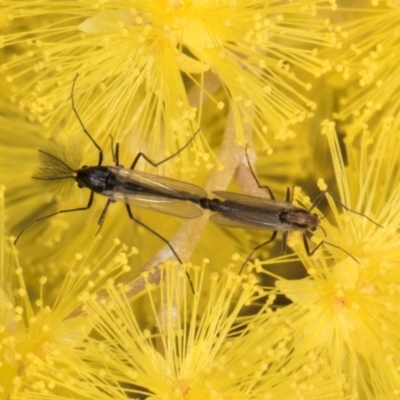 Chironomidae (family) (Non-biting Midge) at Evatt, ACT - 29 Aug 2024 by kasiaaus