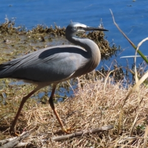 Egretta novaehollandiae at Fyshwick, ACT - 29 Aug 2024