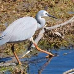 Egretta novaehollandiae at Fyshwick, ACT - 29 Aug 2024