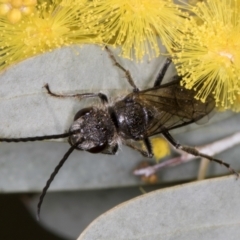 Tiphiidae (family) (Unidentified Smooth flower wasp) at Evatt, ACT - 29 Aug 2024 by kasiaaus