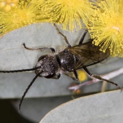 Unidentified Wasp (Hymenoptera, Apocrita) at Evatt, ACT - 29 Aug 2024 by kasiaaus