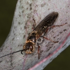 Thynninae (subfamily) at Evatt, ACT - 29 Aug 2024