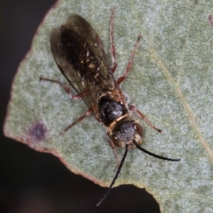 Thynninae (subfamily) at Evatt, ACT - 29 Aug 2024