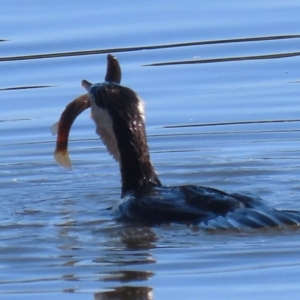 Misgurnus anguillicaudatus at Fyshwick, ACT - 29 Aug 2024