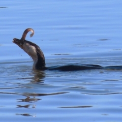 Microcarbo melanoleucos (Little Pied Cormorant) at Fyshwick, ACT - 29 Aug 2024 by RodDeb