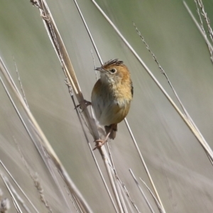 Cisticola exilis at Fyshwick, ACT - 29 Aug 2024 12:56 PM