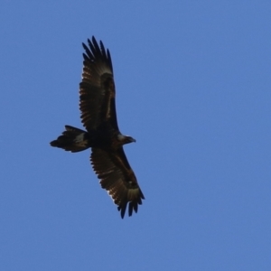 Aquila audax at Fyshwick, ACT - 29 Aug 2024