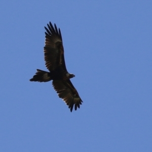 Aquila audax at Fyshwick, ACT - 29 Aug 2024