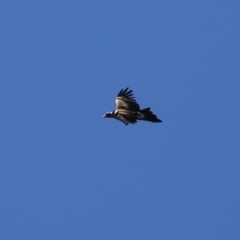 Aquila audax at Fyshwick, ACT - 29 Aug 2024