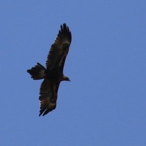 Aquila audax at Fyshwick, ACT - 29 Aug 2024