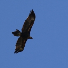 Aquila audax at Fyshwick, ACT - 29 Aug 2024