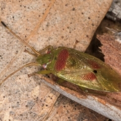 Eupolemus virescens (Shield Bug) at Evatt, ACT - 29 Aug 2024 by kasiaaus