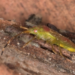 Eupolemus virescens at Evatt, ACT - 29 Aug 2024