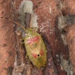 Eupolemus virescens at Evatt, ACT - 29 Aug 2024