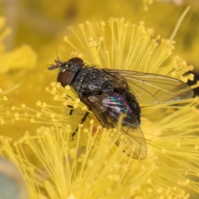 Muscidae (family) (Unidentified muscid fly) at Evatt, ACT - 29 Aug 2024 by kasiaaus