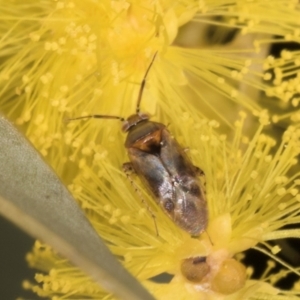 Campylomma sp. (genus) at Evatt, ACT - 29 Aug 2024 11:47 AM