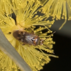 Campylomma sp. (genus) at Evatt, ACT - 29 Aug 2024 11:47 AM