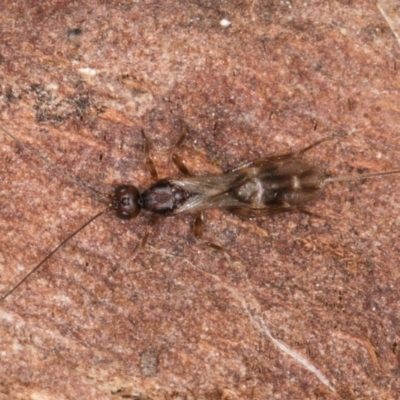 Ichneumonoidea (Superfamily) (A species of parasitic wasp) at Evatt, ACT - 29 Aug 2024 by kasiaaus