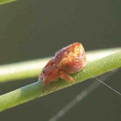 Araneinae (subfamily) (Orb weaver) at O'Connor, ACT - 29 Aug 2024 by ConBoekel