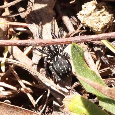 Nyssus albopunctatus (White-spotted swift spider) at O'Connor, ACT - 29 Aug 2024 by ConBoekel