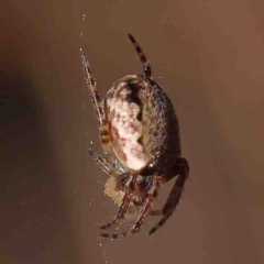 Araneus dimidiatus - 1 Jan 1900 by ConBoekel