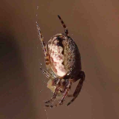 Araneus dimidiatus at O'Connor, ACT - 29 Aug 2024 by ConBoekel