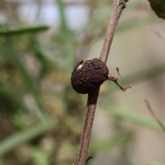 Unidentified Other Plant Gall at West Albury, NSW - 29 Aug 2024 by KylieWaldon