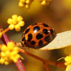 Harmonia conformis (Common Spotted Ladybird) at O'Connor, ACT - 29 Aug 2024 by ConBoekel