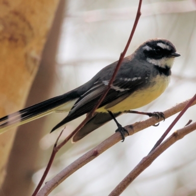 Rhipidura albiscapa (Grey Fantail) at Albury, NSW - 29 Aug 2024 by KylieWaldon