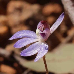 Cyanicula caerulea (Blue Fingers, Blue Fairies) at O'Connor, ACT - 29 Aug 2024 by ConBoekel