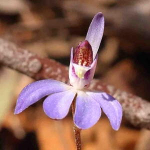 Cyanicula caerulea at O'Connor, ACT - suppressed