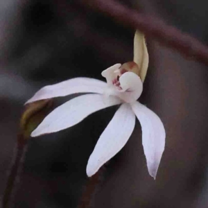 Caladenia fuscata at O'Connor, ACT - 29 Aug 2024