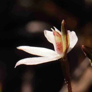 Caladenia fuscata at O'Connor, ACT - 29 Aug 2024