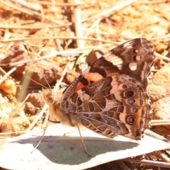 Vanessa kershawi (Australian Painted Lady) at O'Connor, ACT - 29 Aug 2024 by ConBoekel