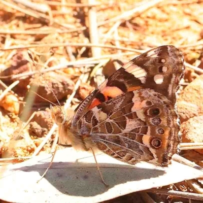 Vanessa kershawi (Australian Painted Lady) at O'Connor, ACT - 29 Aug 2024 by ConBoekel