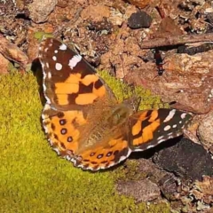 Vanessa kershawi (Australian Painted Lady) at O'Connor, ACT - 29 Aug 2024 by ConBoekel