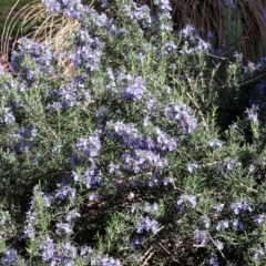 Rosmarinus officinalis (Rosemary) at Albury, NSW - 29 Aug 2024 by KylieWaldon