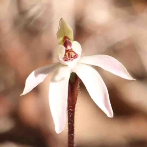 Caladenia fuscata at O'Connor, ACT - 29 Aug 2024