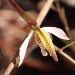 Caladenia fuscata at O'Connor, ACT - 29 Aug 2024