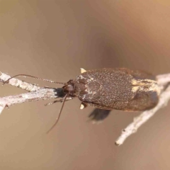 Leistomorpha brontoscopa (A concealer moth) at O'Connor, ACT - 29 Aug 2024 by ConBoekel