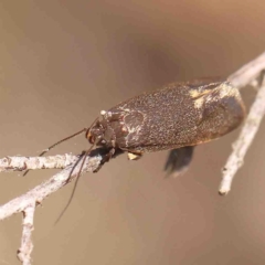 Leistomorpha brontoscopa at O'Connor, ACT - 29 Aug 2024 12:19 PM