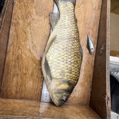 Cyprinus carpio/Carassius auratus hybrid (A carp goldfish hybrid) at Fyshwick, ACT - 18 Jan 2024 by MattBeitzel