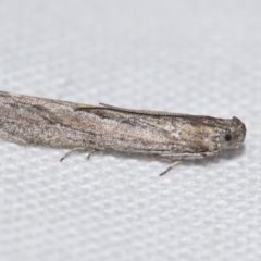 Meyrickiella homosema (Grey Snout Moth) at Jerrabomberra, NSW - 29 Aug 2024 by DianneClarke