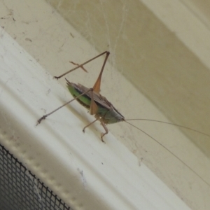 Conocephalus semivittatus at Conder, ACT - 23 Jan 2024 06:00 PM