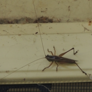 Conocephalus semivittatus at Conder, ACT - 23 Jan 2024