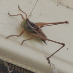 Conocephalus semivittatus at Conder, ACT - 23 Jan 2024